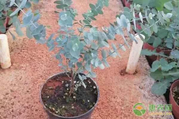 How to care for eucalyptus?