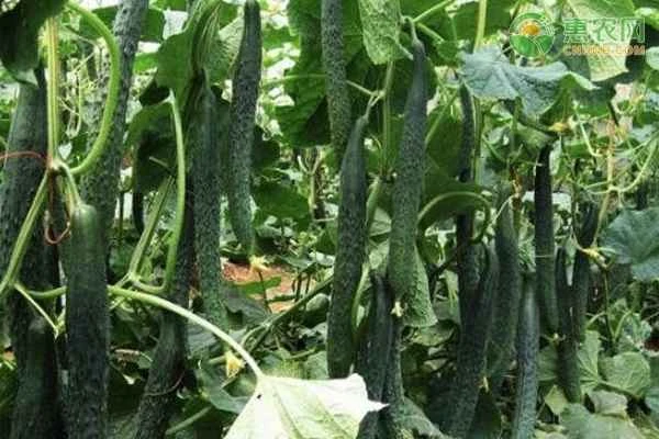 Why do cucumbers need at least 7 leaves to produce fruit?