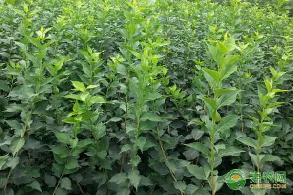 What is the best season to plant forsythia seedlings?