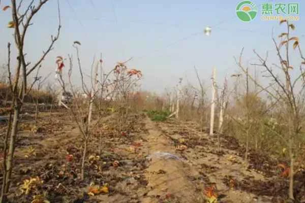 Key points of the orchard management plan for January