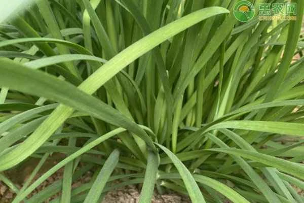 Why do chive leaves sometimes dry out?