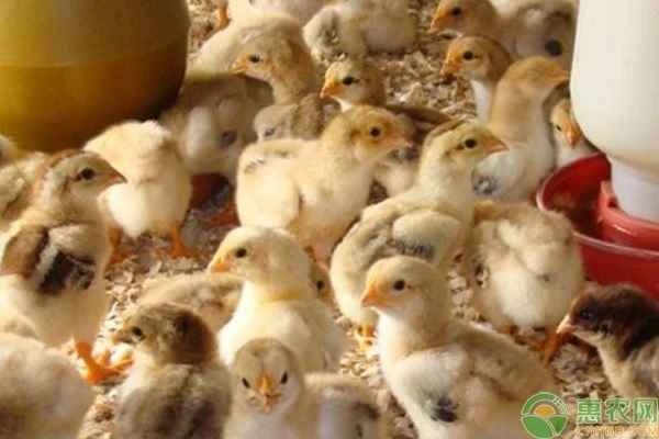 What disease causes a chick's wings to droop?