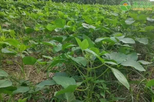 What are the prevention and control measures and pesticide applications for soybean diseases and pests?