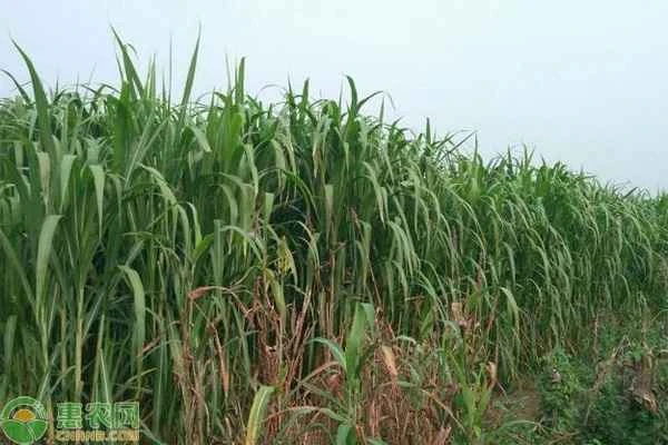 Why don't cows eat giant fungus grass?