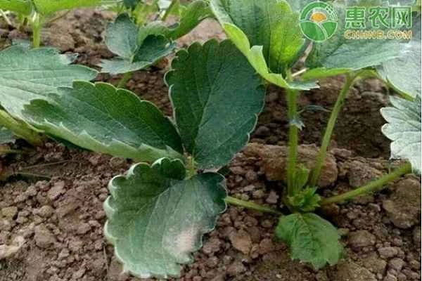 How to cultivate strawberry seedlings?