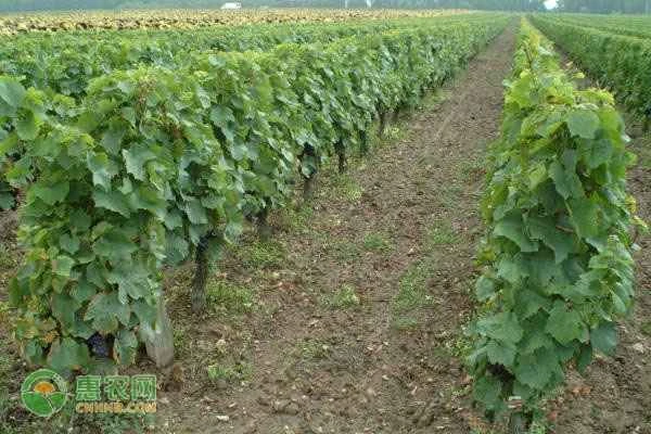 Why remove shriveled grapes when planting them?