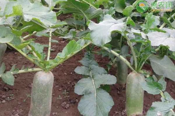 What causes radishes to be hollow?