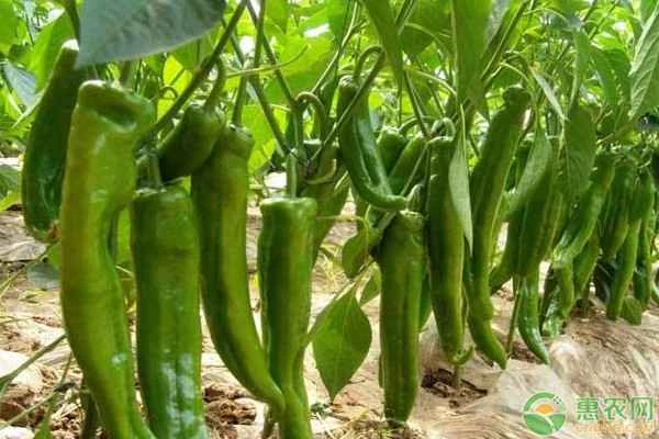 What fertilizers should be avoided when applying fertilizer to chili peppers?