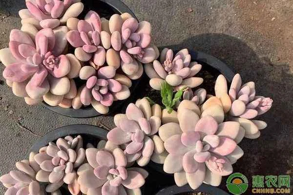 How often should you water succulents?