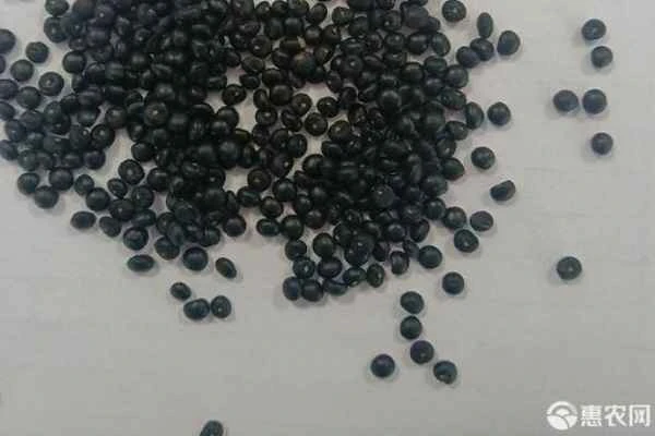 How to plant asparagus seeds?