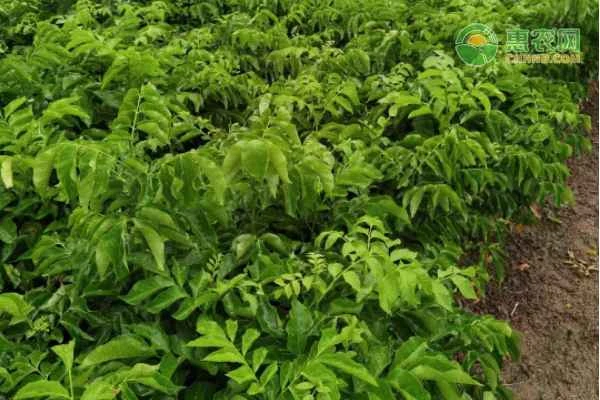 Potted Wampee Fruit Tree Cultivation Techniques