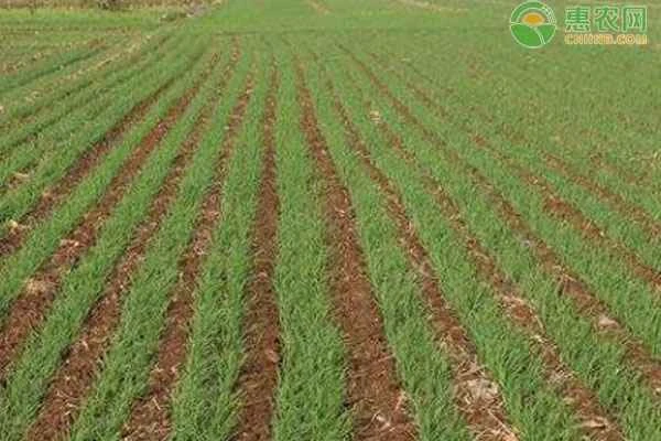 What is the best temperature for applying herbicides to wheat fields?