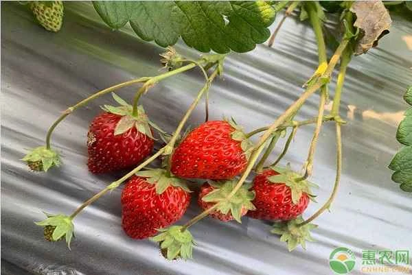 How to fertilize strawberries?