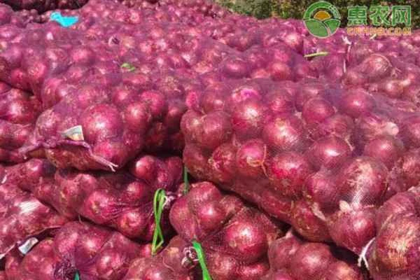 What are the methods and timing for planting onions?