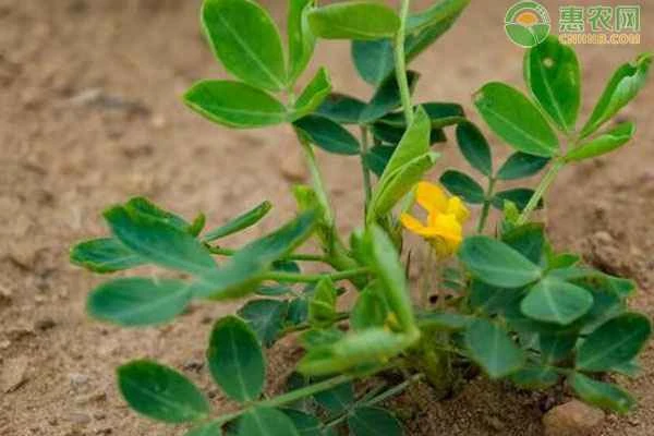Why do peanut seeds grow underground?