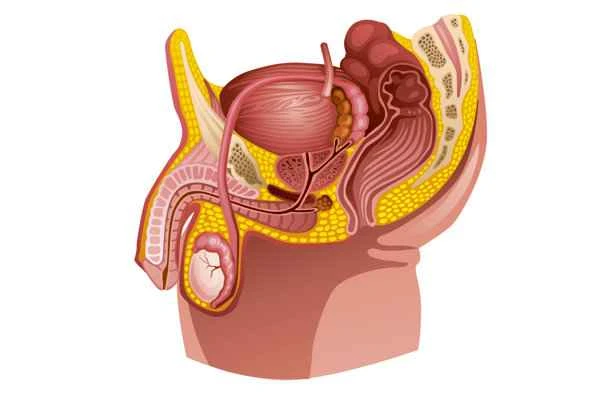 Itching and tinea of ​​the scrotum and groin in men