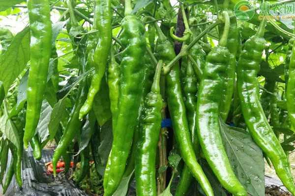 How many days does it take for chili seeds to germinate?