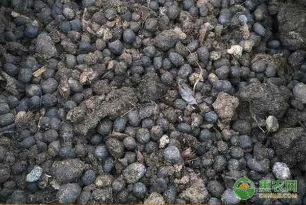Can sheep manure be placed directly on the surface of flower pots?
