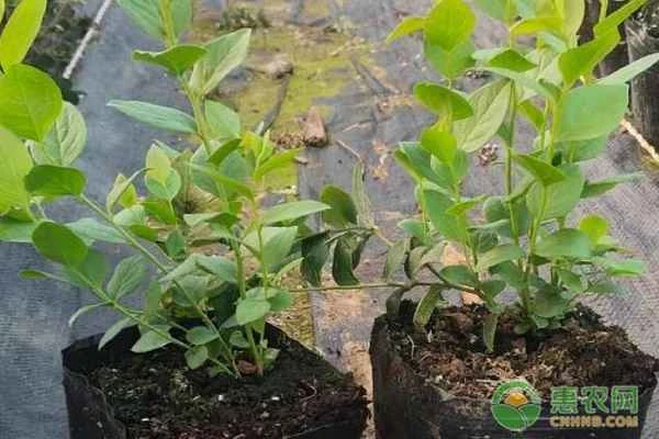 How to plant and care for blueberry seedlings?