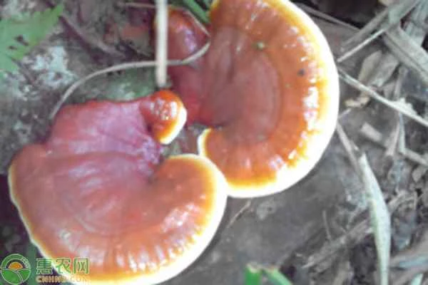 How is the cultivation of medicinal herbs?