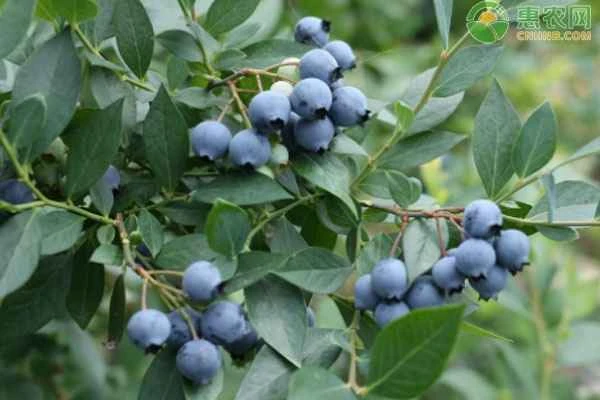 What causes blueberry leaves to turn black and wither?