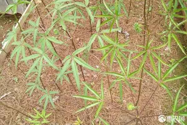 What do Panax notoginseng seedlings look like?