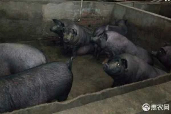 Introduction to Pubei Black Pig