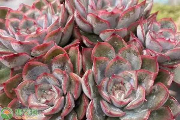 What are the methods and precautions for cultivating succulents?