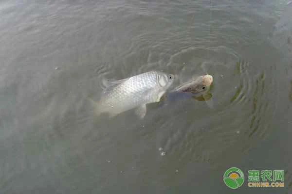 What do mudfish enthusiasts use to soak mudfish and use them as bait for fishing?