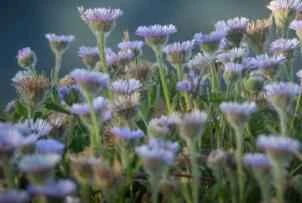 Dietary therapy for insomnia! Three foods to help you sleep soundly all night.