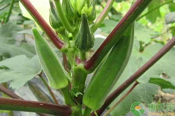 When is the planting and harvesting time for okra?