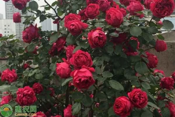 How to care for roses?