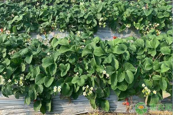 How should I water strawberries to make them grow faster?