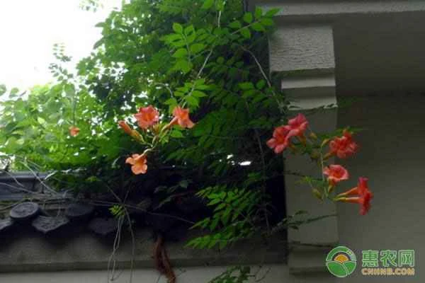 Where is the best place to plant trumpet vine?
