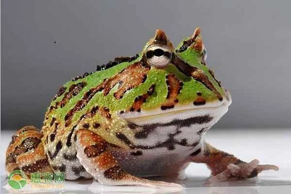 How long do horned frogs live?