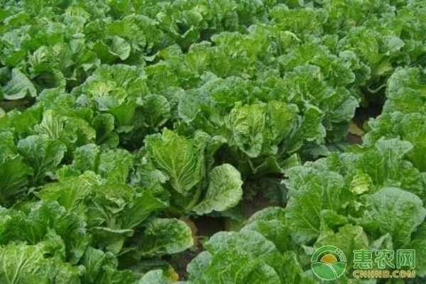 How to grow autumn cabbage in northern China?