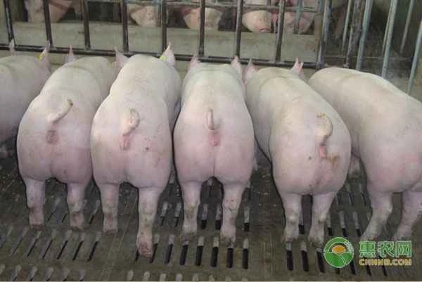How to treat common diseases in pigs during the summer?