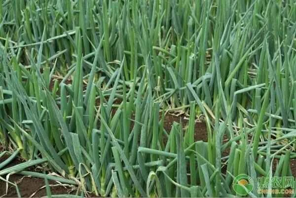 When is the best time to plant scallions in spring?