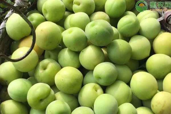 When do plums ripen?