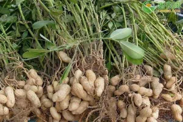 How many peanut seeds are needed per acre?