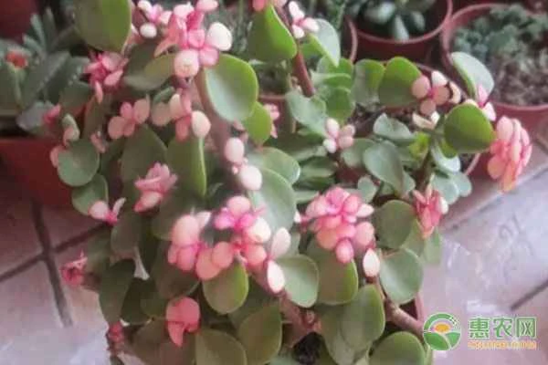 How to care for mature succulent plants?