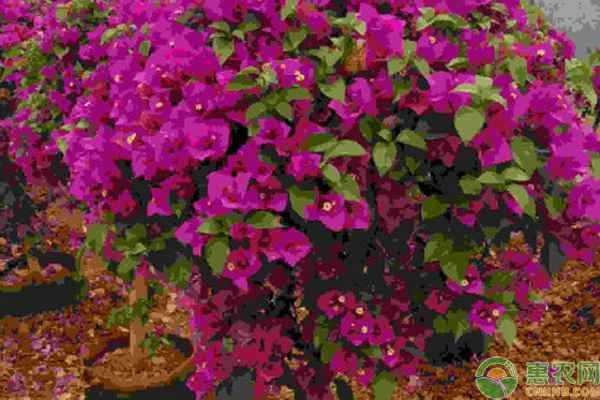 How to propagate bougainvillea by cuttings?
