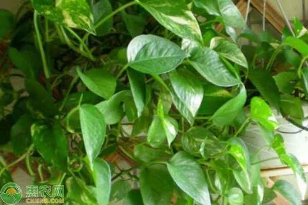 How should I fertilize and care for my pothos plant to make it grow more vigorously?