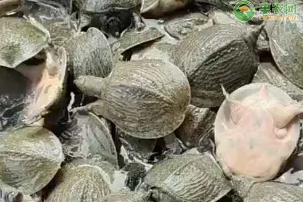 How do you raise a soft-shelled turtle in a plastic bucket?