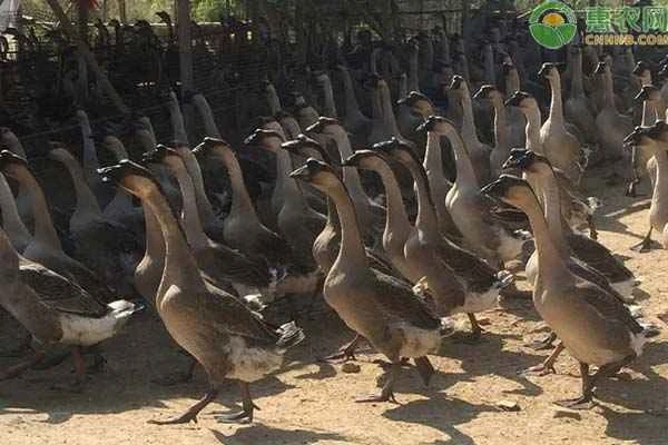 How many months should a goose be raised for optimal flavor?