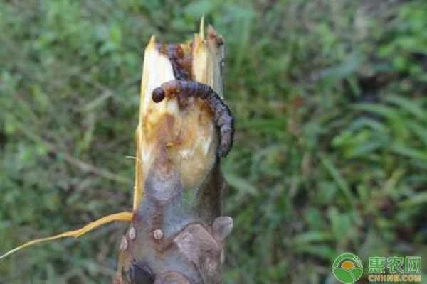 How to eliminate the small-lined wood-boring moth?