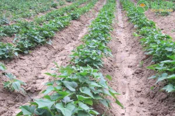 When and how should sweet potatoes be fertilized?