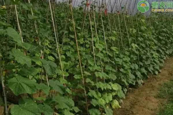 How can cucumbers be grown to achieve high yields?