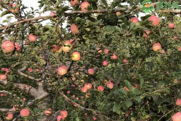 How many varieties of apples are there?