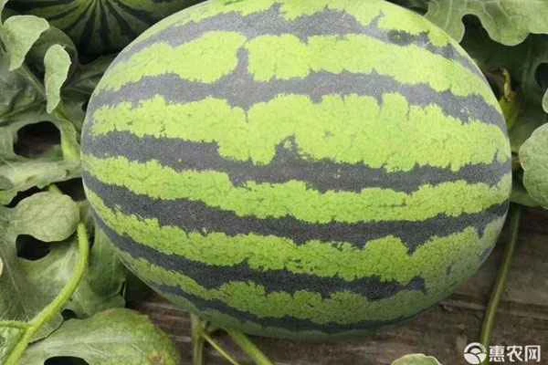 How do you prune the "Sweet King" watermelon variety?